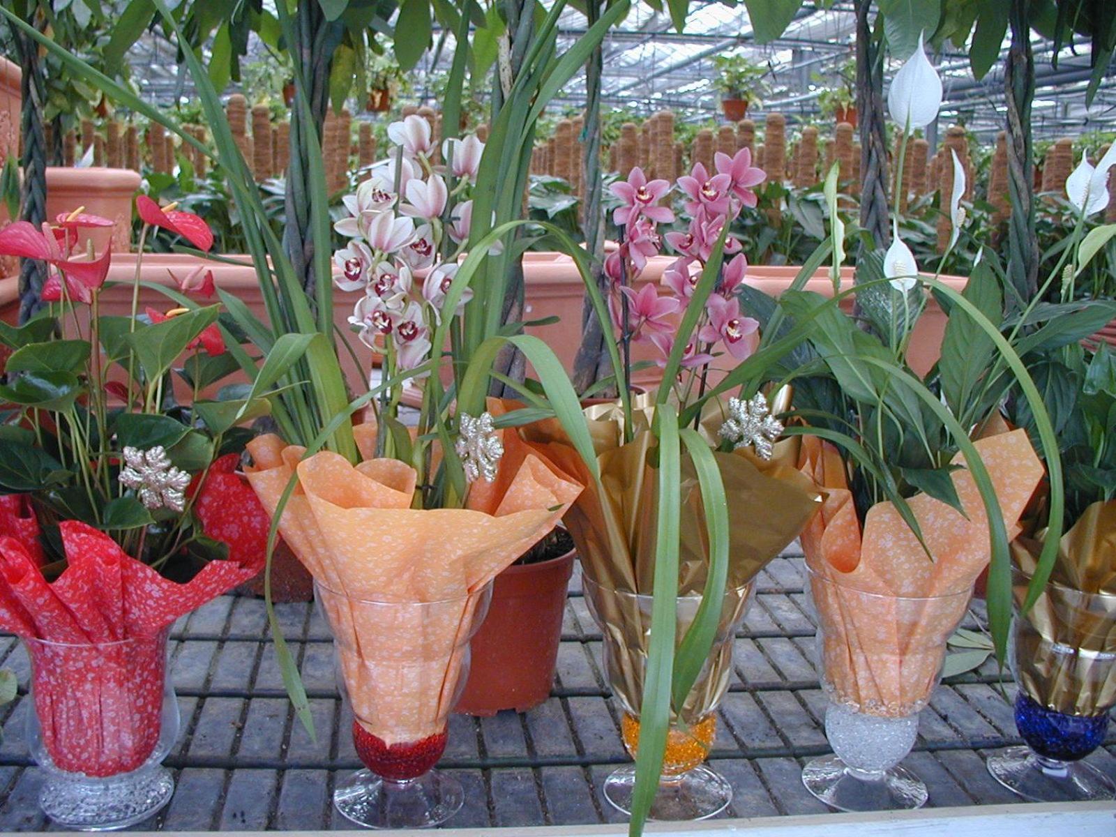 Societa Agricola Mg Florplant Villa Francavilla Marittima Buitenkant foto