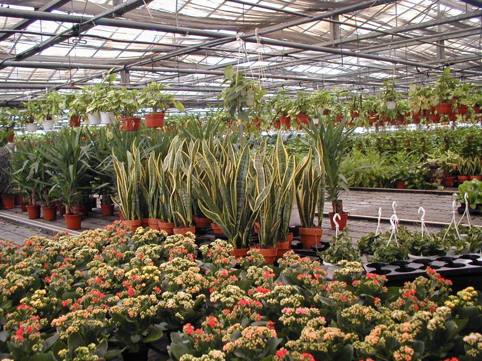 Societa Agricola Mg Florplant Villa Francavilla Marittima Buitenkant foto